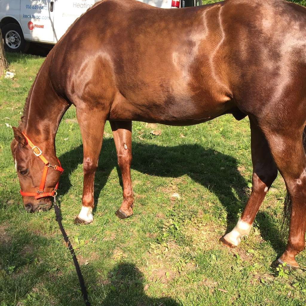 Hollow Brook Riding Academy | 890 Peekskill Hollow Rd, Putnam Valley, NY 10579, USA | Phone: (845) 526-8357