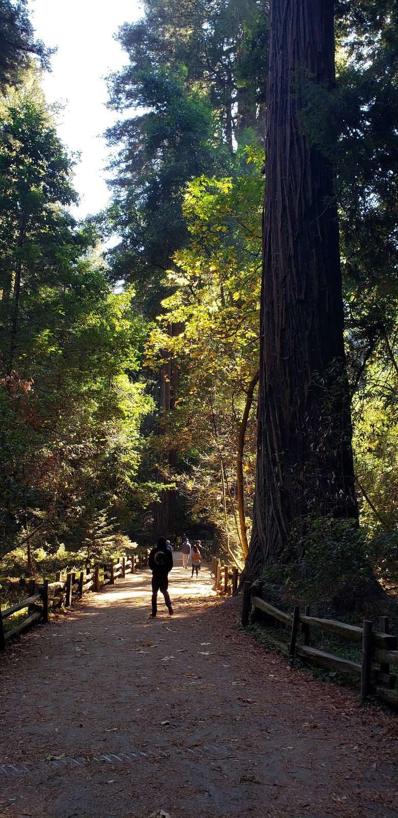 Visitor Center | Redwood Grove Loop Trail, Felton, CA 95018, USA | Phone: (831) 335-4598