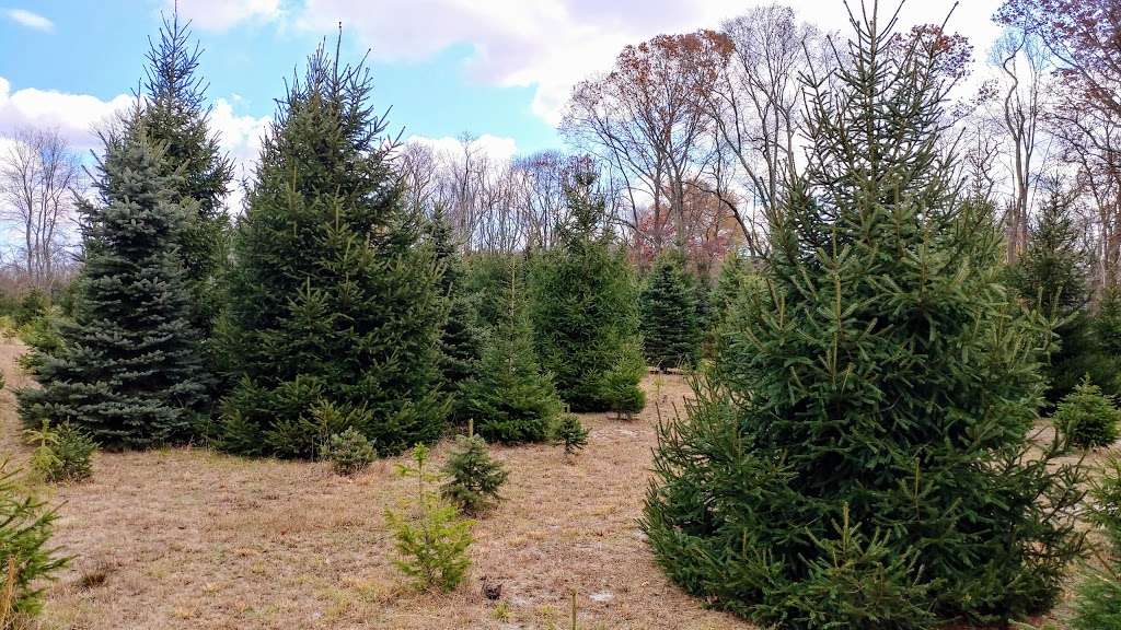 Kavett Tree Farm | 471 Casino Dr, Farmingdale, NJ 07727, USA | Phone: (732) 431-2152