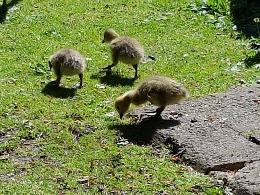 Bradbourne Lakes | Lambarde Rd, Sevenoaks TN13 3HU, UK