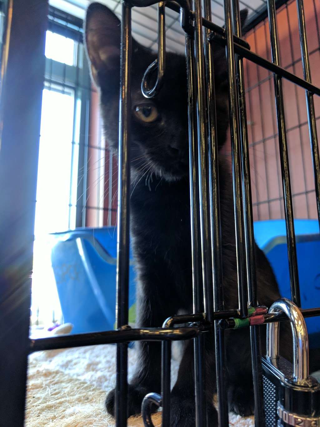 Pet Valu | 1308 Main Chapel Way, Gambrills, MD 21054, USA | Phone: (410) 451-1585