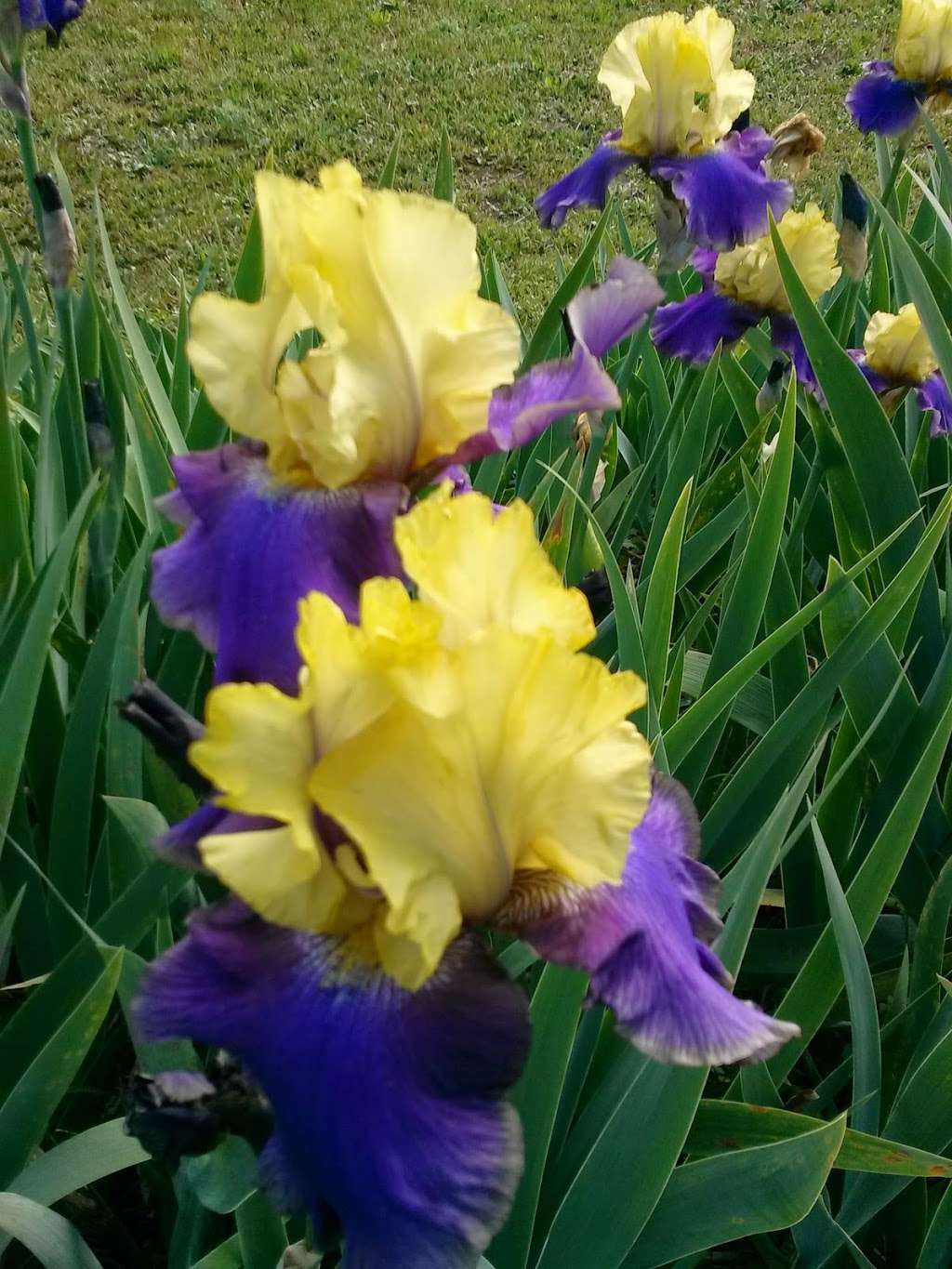 Pleasants Valley Iris Farm | 7317 Pleasants Valley Rd, Vacaville, CA 95688, USA | Phone: (707) 451-3367