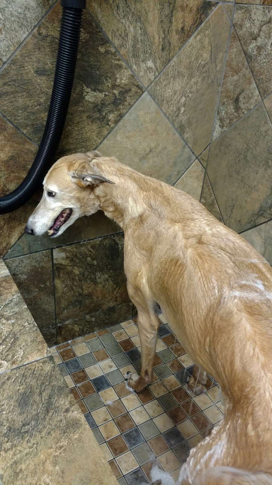 Pet Valu | 1308 Main Chapel Way, Gambrills, MD 21054, USA | Phone: (410) 451-1585