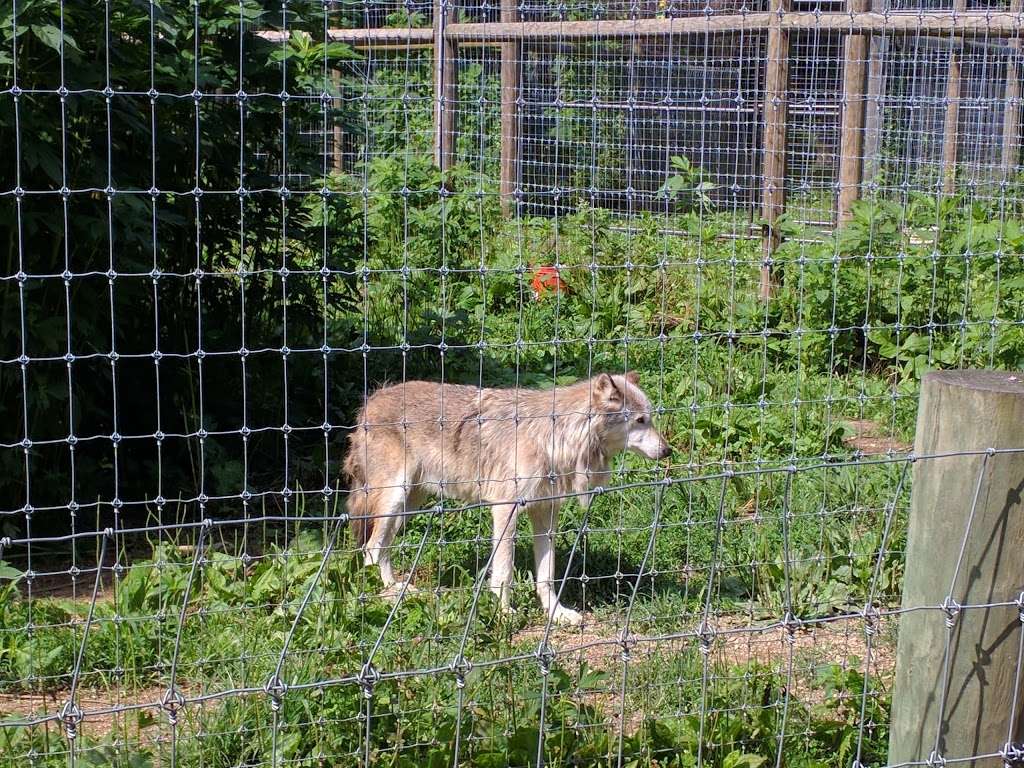 Wolf Sanctuary of PA | 465 Speedwell Forge Rd, Lititz, PA 17543, USA | Phone: (717) 626-4617