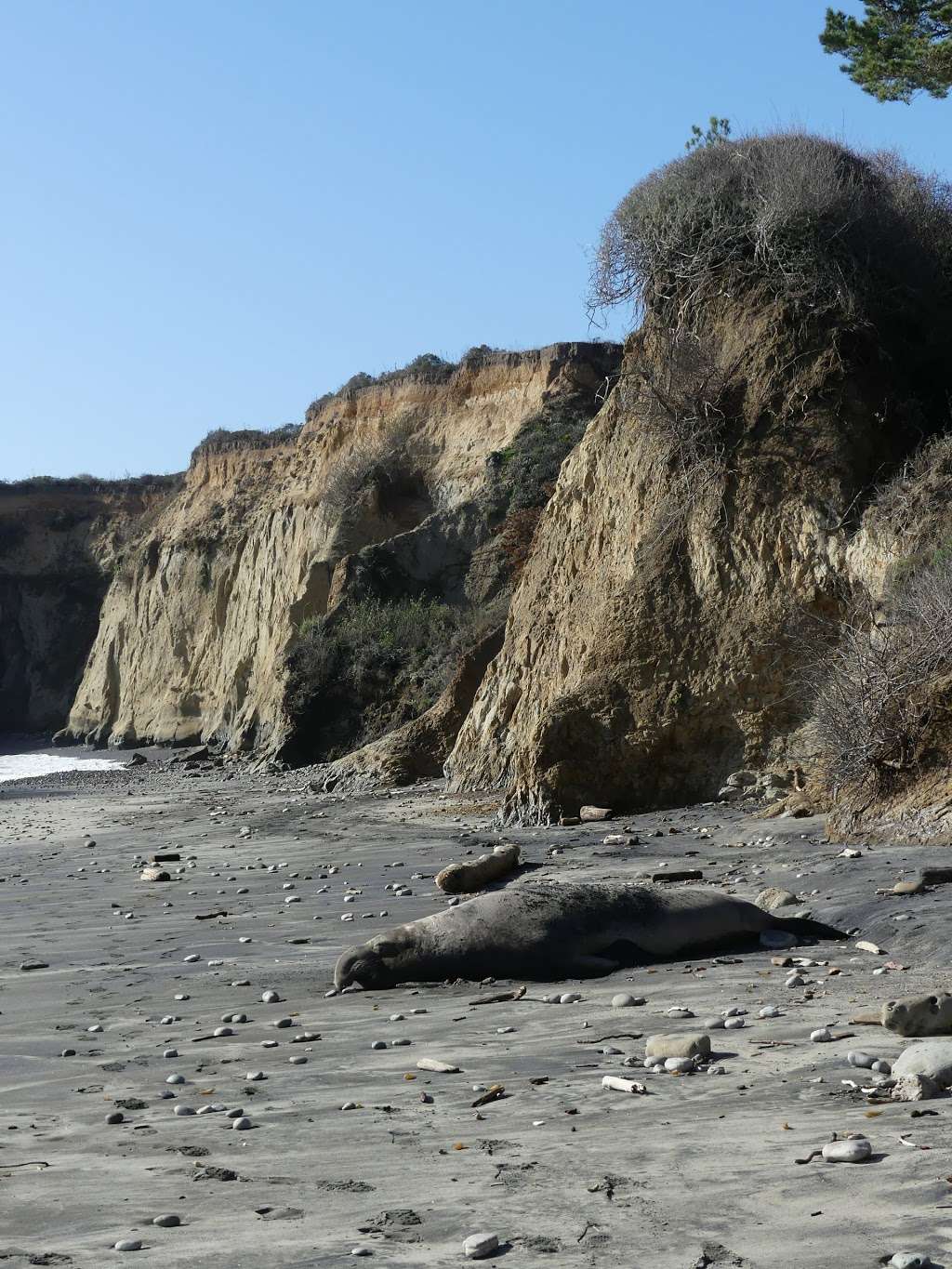 Año Nuevo State Park | California, USA