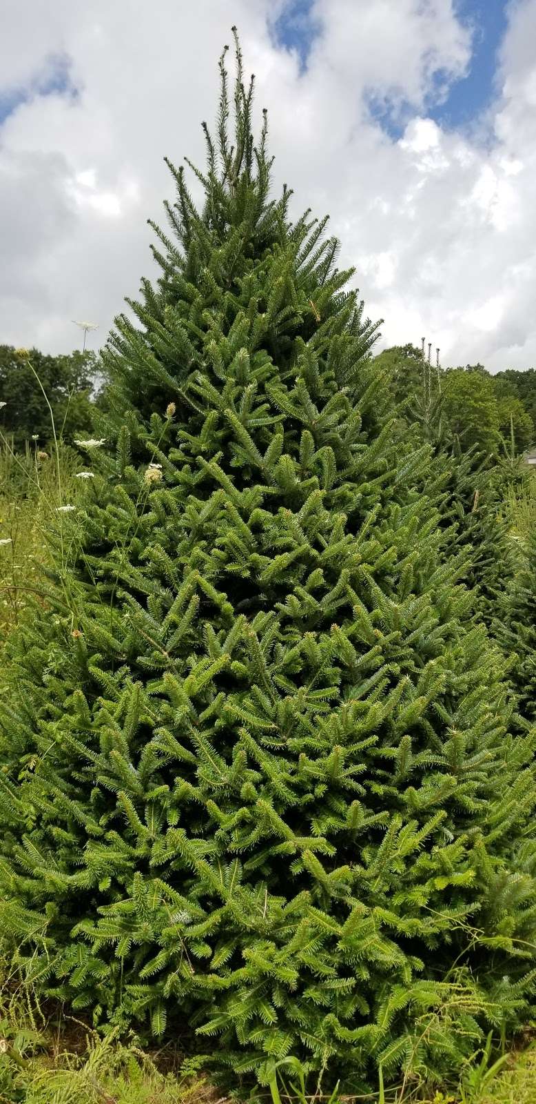 Snowflake Village | 12201 S Tryon St, Charlotte, NC 28273, USA | Phone: (704) 676-6289