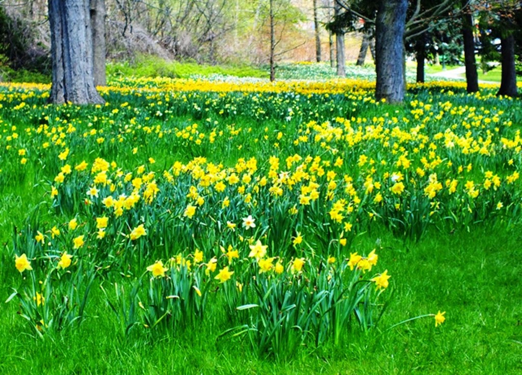 Daffodils Preschool & After School Care | 9942 Windsor Way, San Ramon, CA 94583, USA | Phone: (925) 557-1455