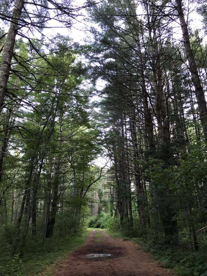 Duxbury Bogs | Duxbury, MA 02332, USA