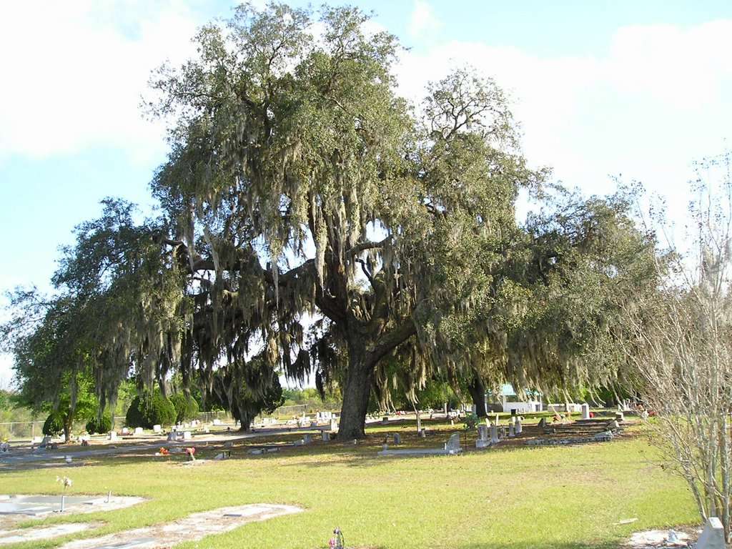 Ocoee Cemetery | 368 E Geneva St, Ocoee, FL 34761, USA | Phone: (407) 905-3100