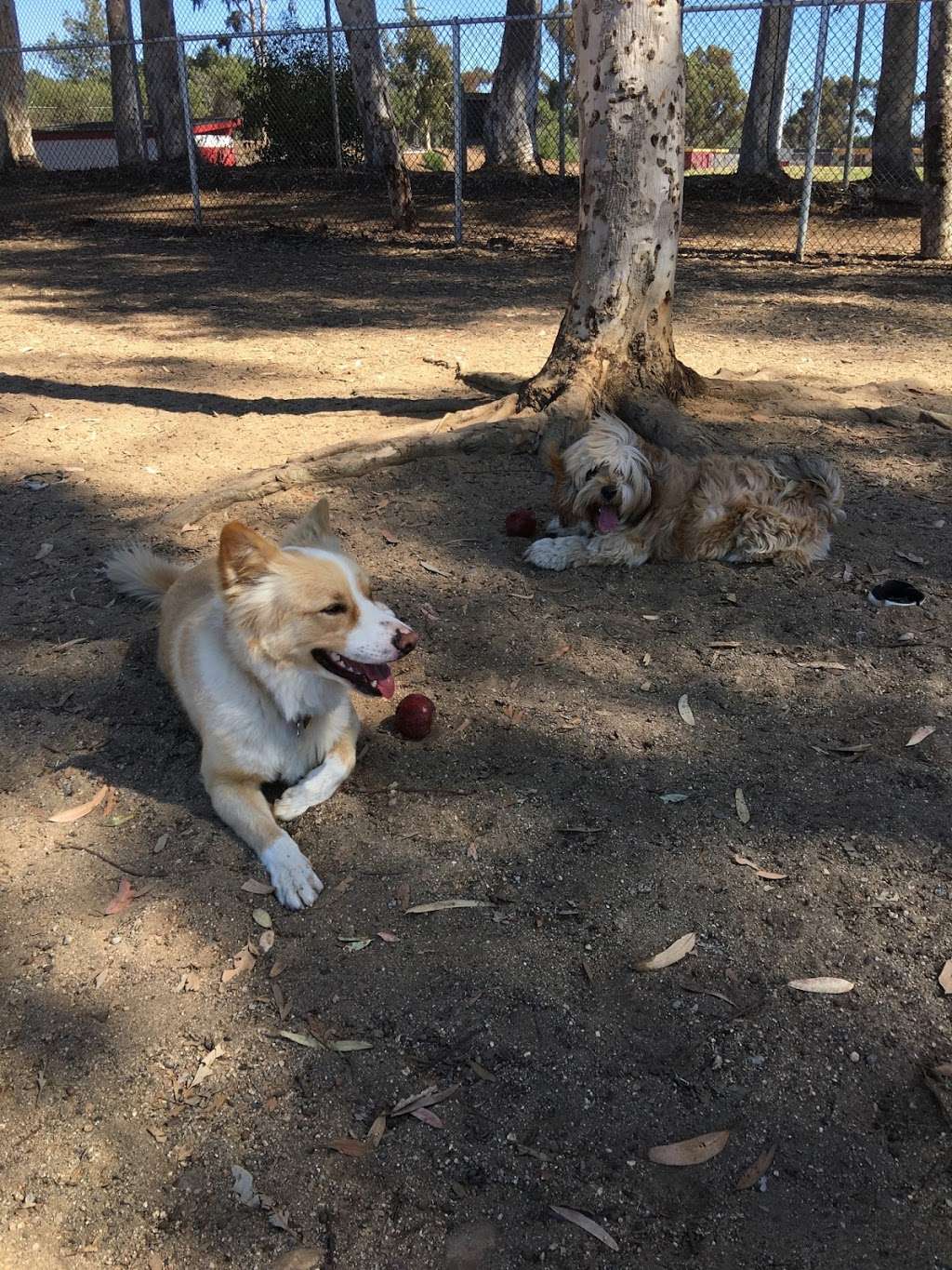 Torrey Pines Dog Park | San Diego, CA 92130