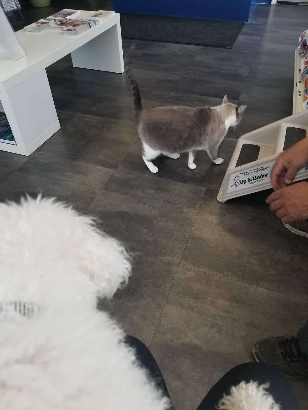 Paws and Feathers Veterinary Clinic Inc | 3674 N Elston Ave, Chicago, IL 60618, USA | Phone: (773) 866-1351