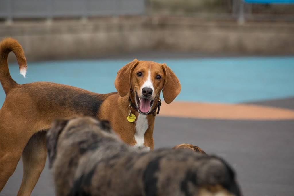 Leroy Street Dog Park | 2, 353 West St, New York, NY 10014 | Phone: (212) 627-2020