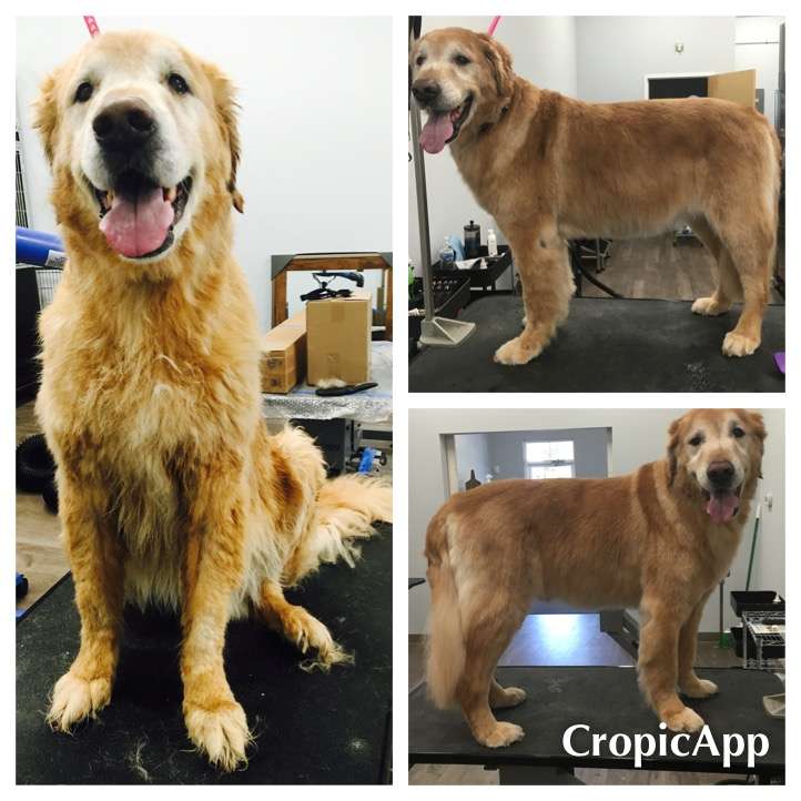 Wet Paws Dog Grooming | 4244 Madison Ave, Trumbull, CT 06611, USA | Phone: (203) 665-0083