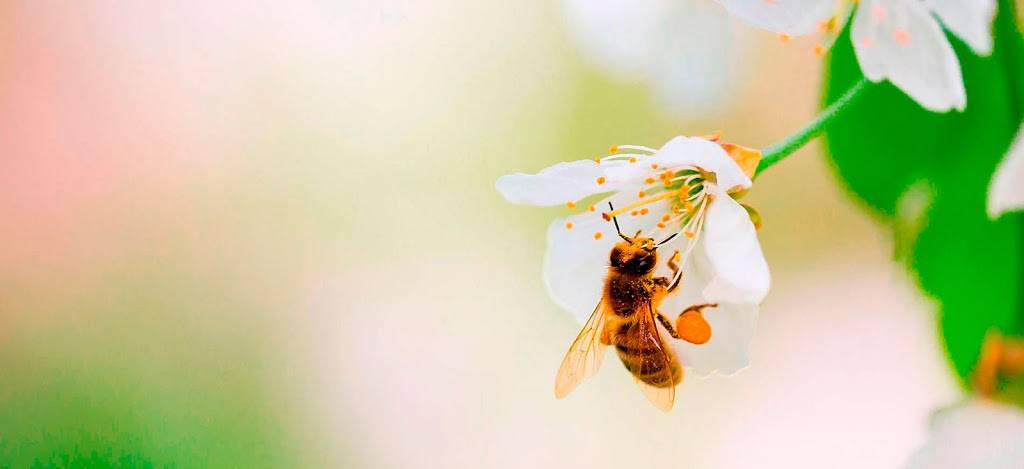 Queen of America - Food Service Honey | 3220 SE County Hwy 484, Belleview, FL 34420, USA | Phone: (352) 245-3600