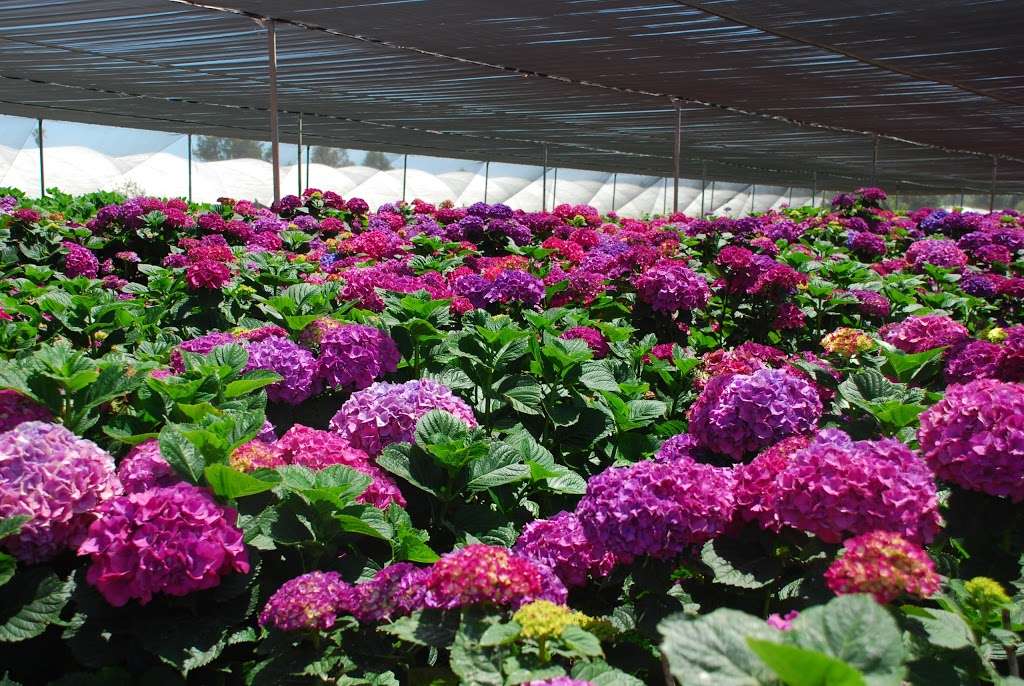 California Pajarosa Floral | 133 Hughes Rd, Watsonville, CA 95076, USA | Phone: (831) 722-6374