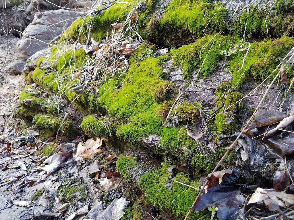 Ralph Stover/High Rocks Vista Parking Area | Pipersville, PA 18947, USA