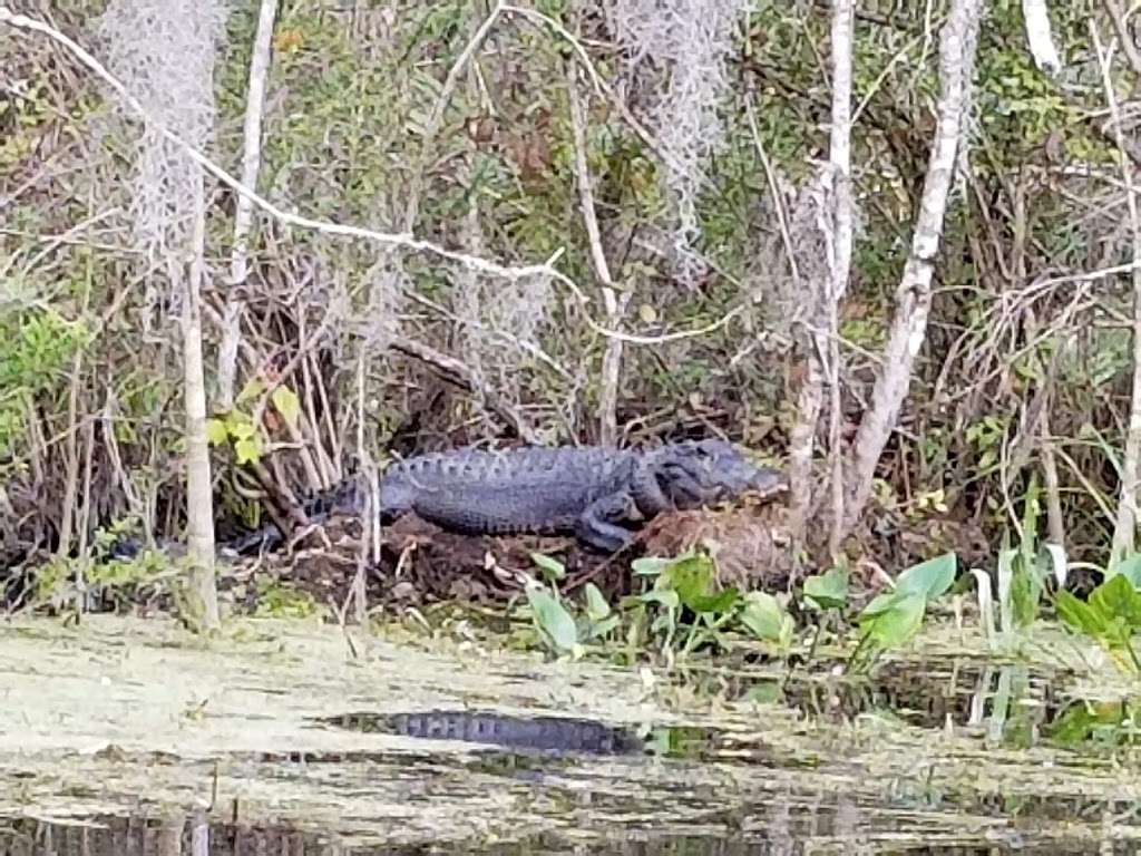 Glass Bottom Boat Tours at Silver Springs | 5656 E Silver Springs Blvd, Silver Springs, FL 34488, USA | Phone: (352) 261-5840