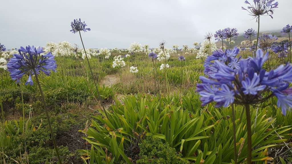 Montara Beach | 8150 Cabrillo Hwy, Montara, CA 94037, USA | Phone: (650) 728-1600