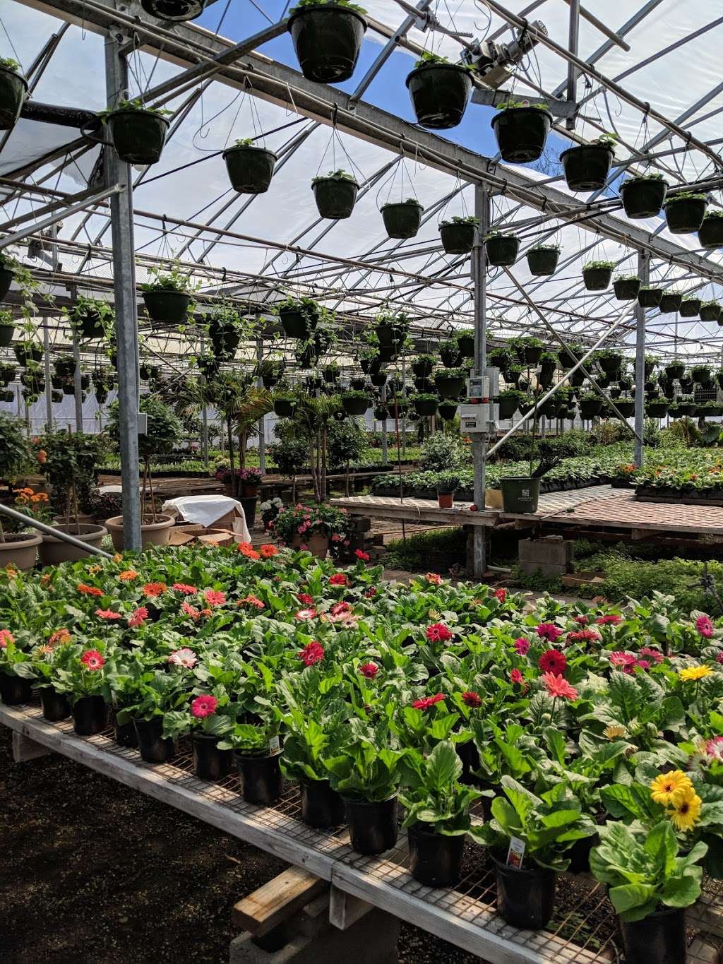 Bel Fiore Greenhouses | 295 Glen Rd, Woodcliff Lake, NJ 07677, USA | Phone: (201) 391-7626