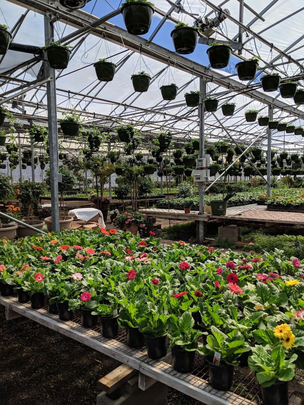 Bel Fiore Greenhouses | 295 Glen Rd, Woodcliff Lake, NJ 07677 | Phone: (201) 391-7626