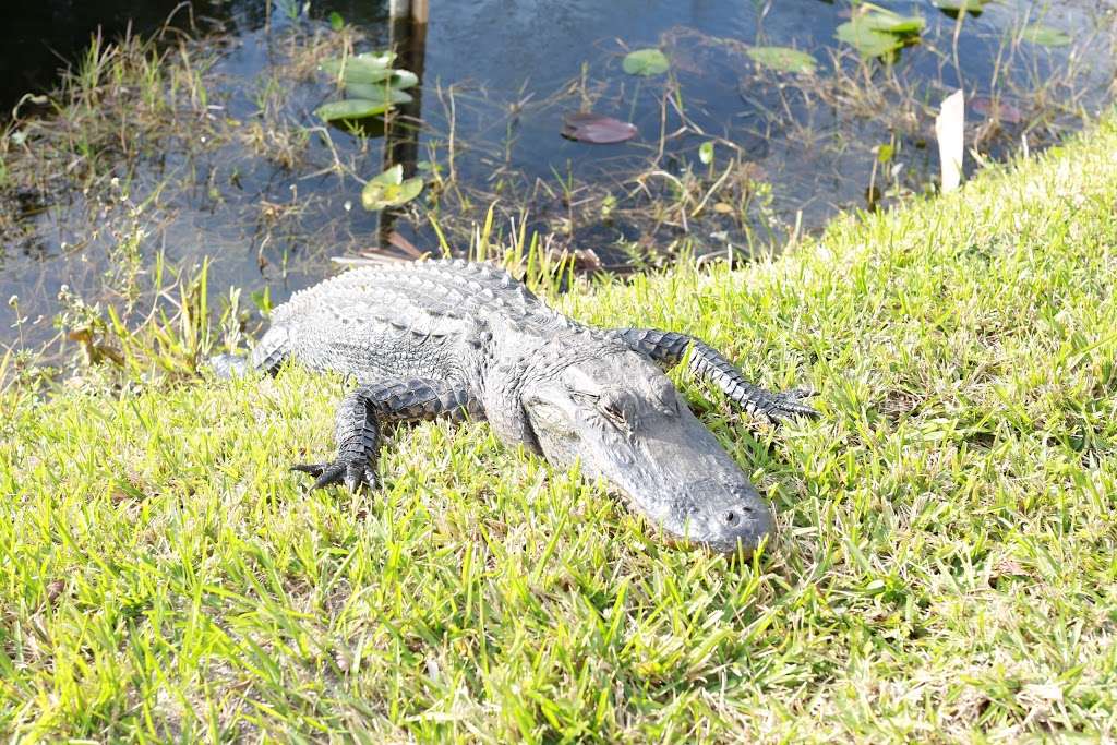 Airboat Rides Miami | 24050 SW 8th St, Miami, FL 33194, USA | Phone: (305) 559-2255