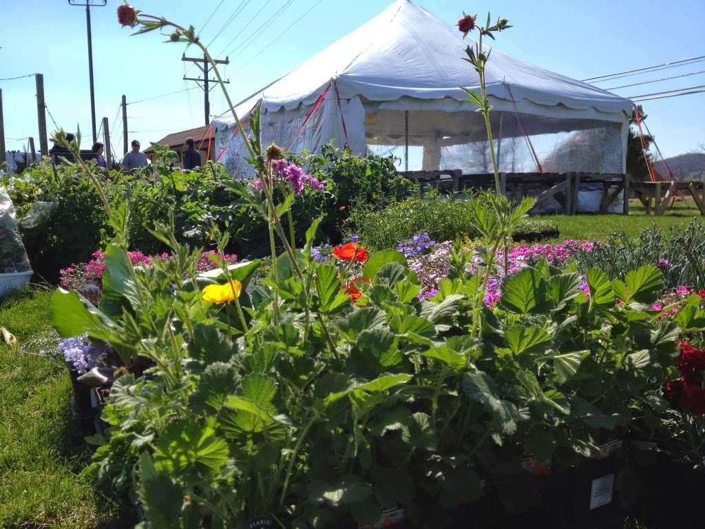 The Vine Garden Plant Outlet | 21036 National Pike, Boonsboro, MD 21713 | Phone: (301) 524-6123
