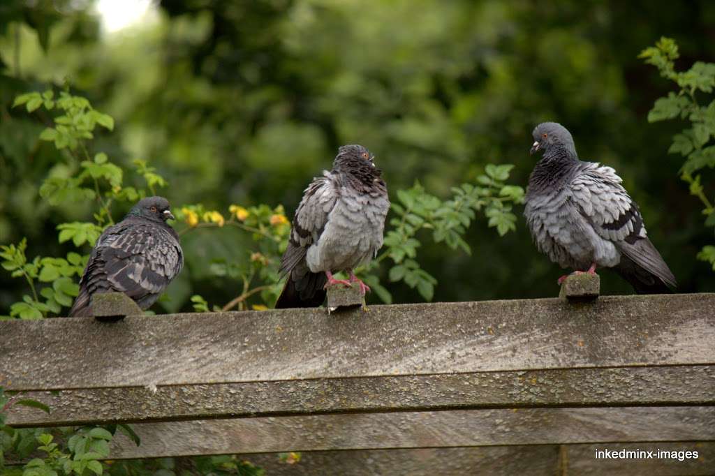 Old English Garden | London SW11 4PA, UK