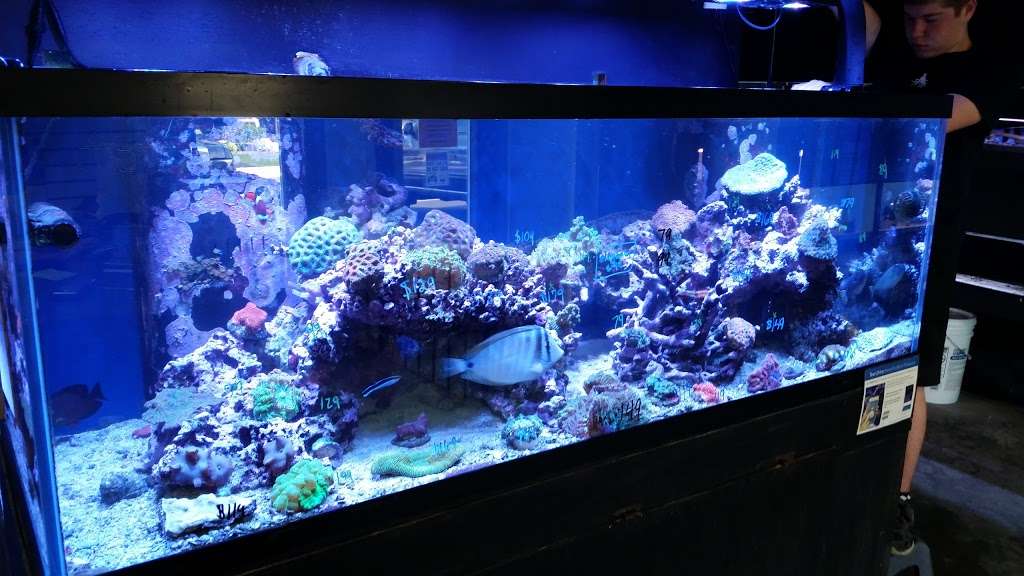Something Fishy: Saltwater Aquarium Superstore | 511 E 21st St, Northampton, PA 18067, USA | Phone: (888) 663-4749