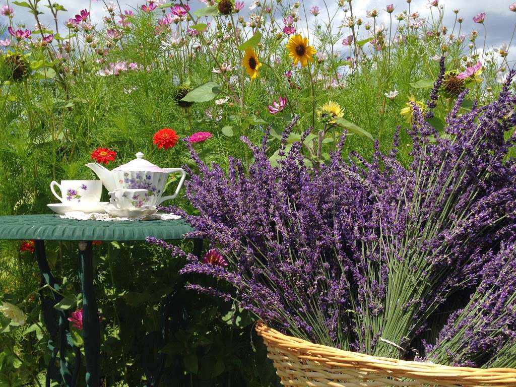 Heritage Lavender, LLC Seasonal hours, open by appointment | 4809 Foothills Dr, Berthoud, CO 80513, USA | Phone: (303) 514-6504