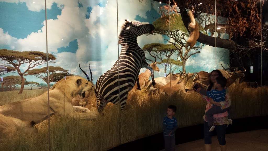 Houston Museum of Natural Science | 5555 Hermann Park Dr, Houston, TX 77030, USA | Phone: (713) 639-4629