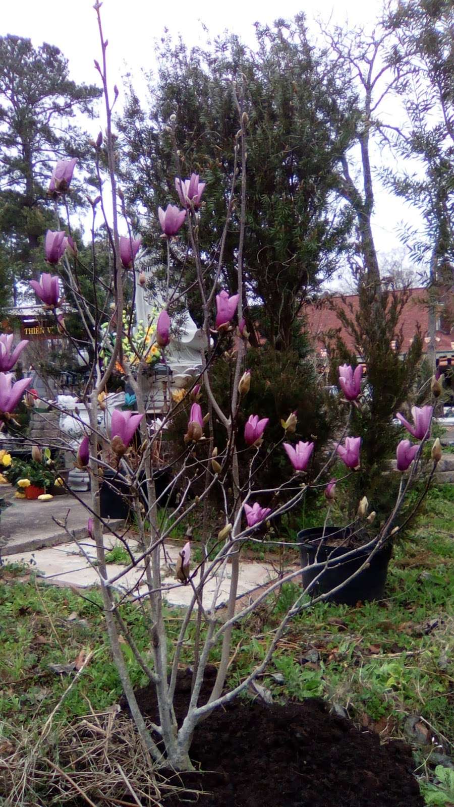 Thien Vien Truc Lam Tu Quang - Tu Quang Zen Monastery | 26014 Andy Ln, Magnolia, TX 77354, USA | Phone: (281) 789-6720