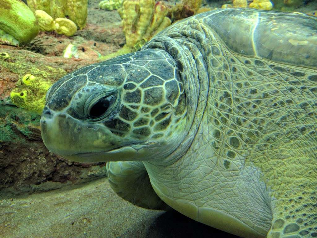Turtle Reef | San Diego, CA 92109, USA | Phone: (800) 257-4268