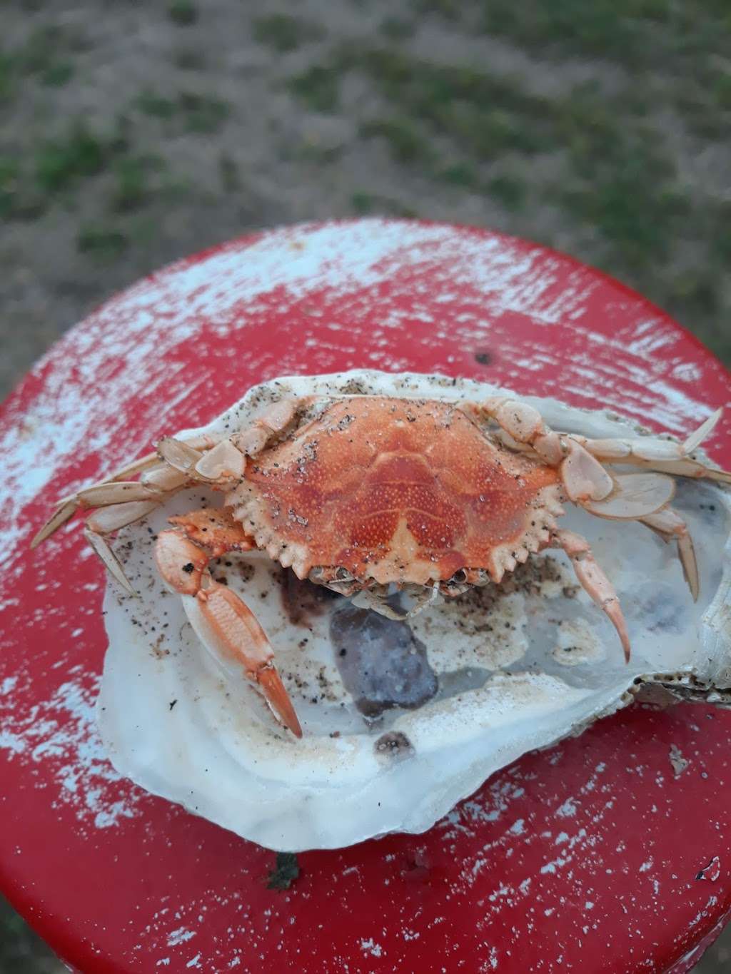 Hallmark Gold Crown | Staten Island, NY 10314, USA