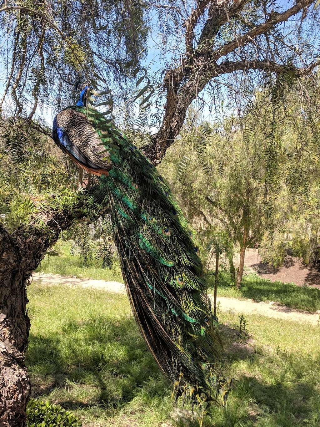 Leo Carrillo Ranch Historic Park | 6200 Flying Leo Carrillo Ln, Carlsbad, CA 92009, USA | Phone: (760) 476-1042