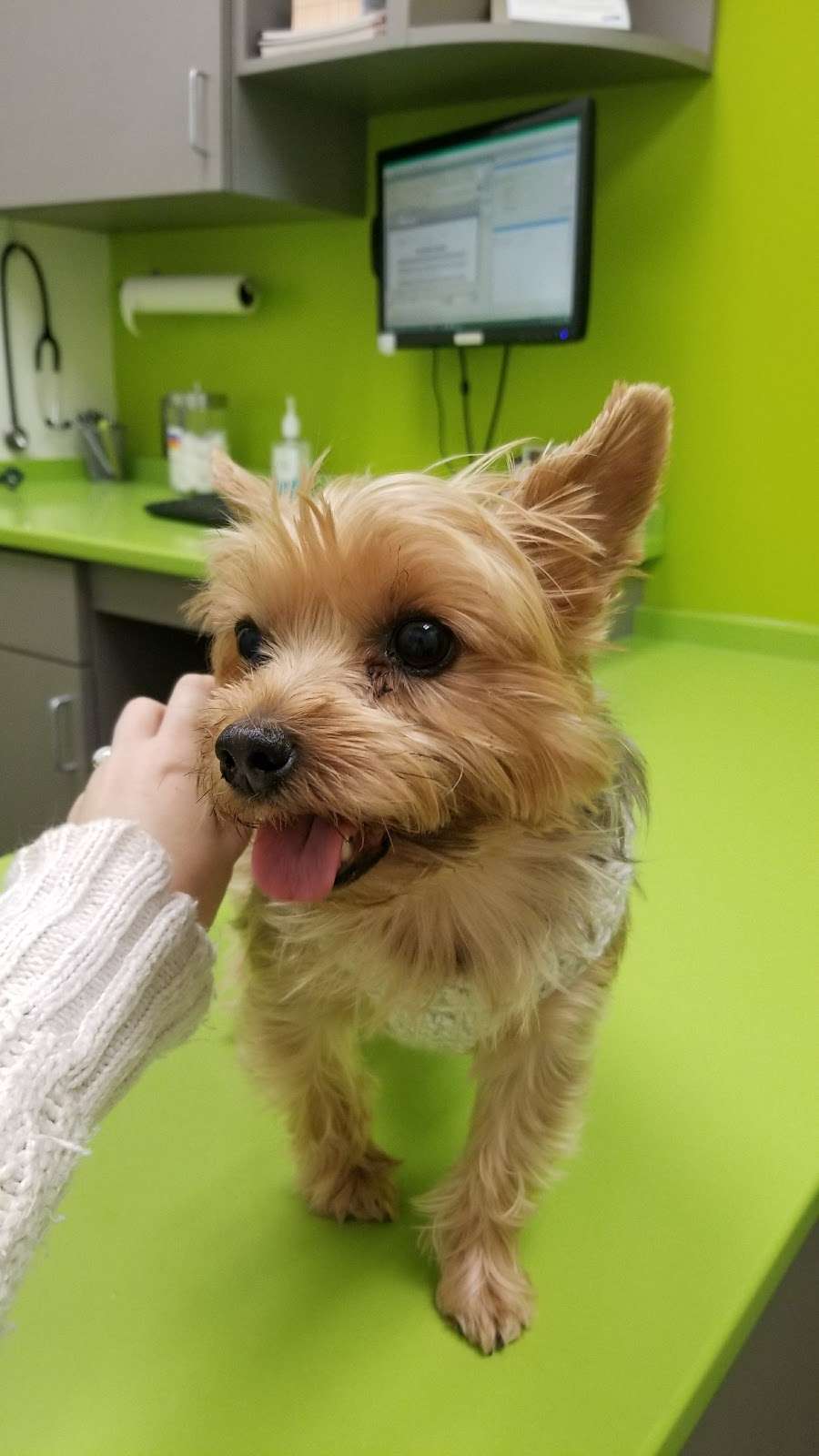 Rowan Animal Clinic, pllc. | 4155 Statesville Blvd, Salisbury, NC 28147, USA | Phone: (704) 636-3408