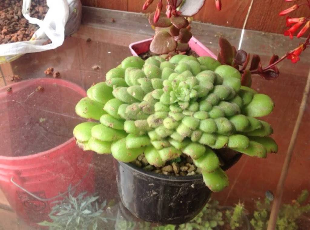 Succulent & Cactus | 1735 Delaware St, Berkeley, CA 94703, USA | Phone: (510) 548-6885