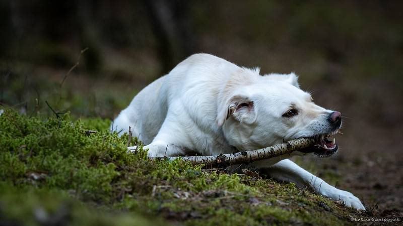 Mt. Airy Dog Park | 3006 Westwood Northern Blvd, Cincinnati, OH 45211, USA | Phone: (513) 352-4080