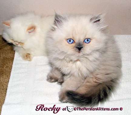 THE PERSIAN KITTENS | 780 Army Trail Rd Ste #216, Carol Stream, IL 60188, USA | Phone: (630) 956-4823