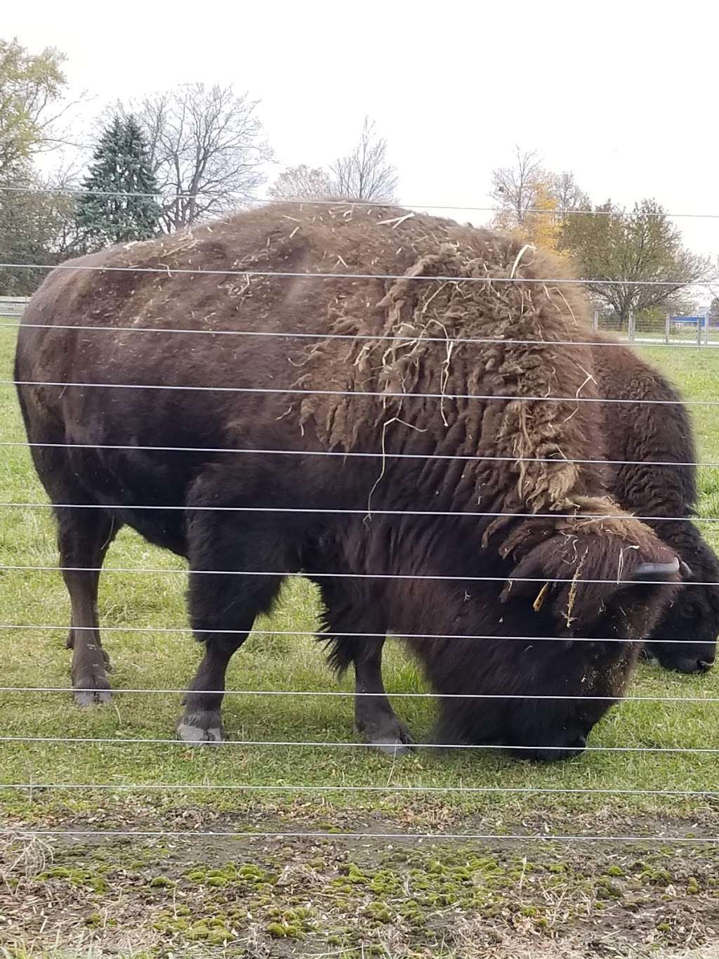 Bison Barn | Pine St, Batavia, IL 60510, USA