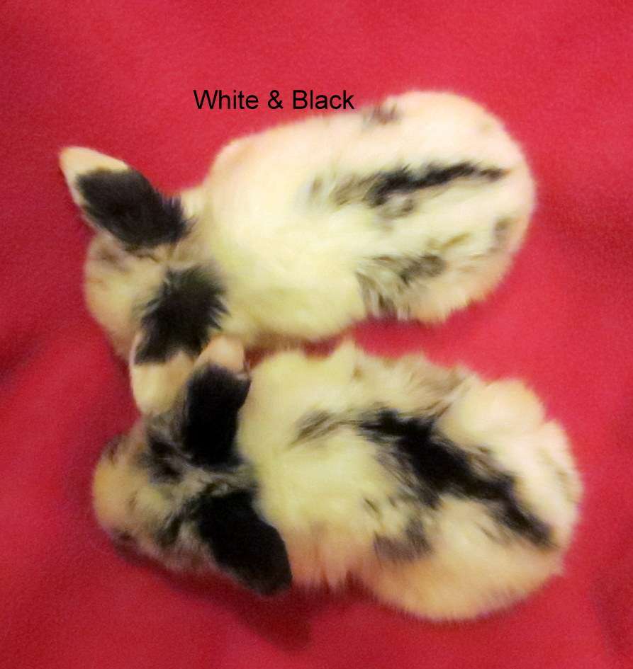 Sweet Dream Tiny Lop Rabbitry | 826 Green Valley Rd, Jackson, NJ 08527 | Phone: (732) 806-7370