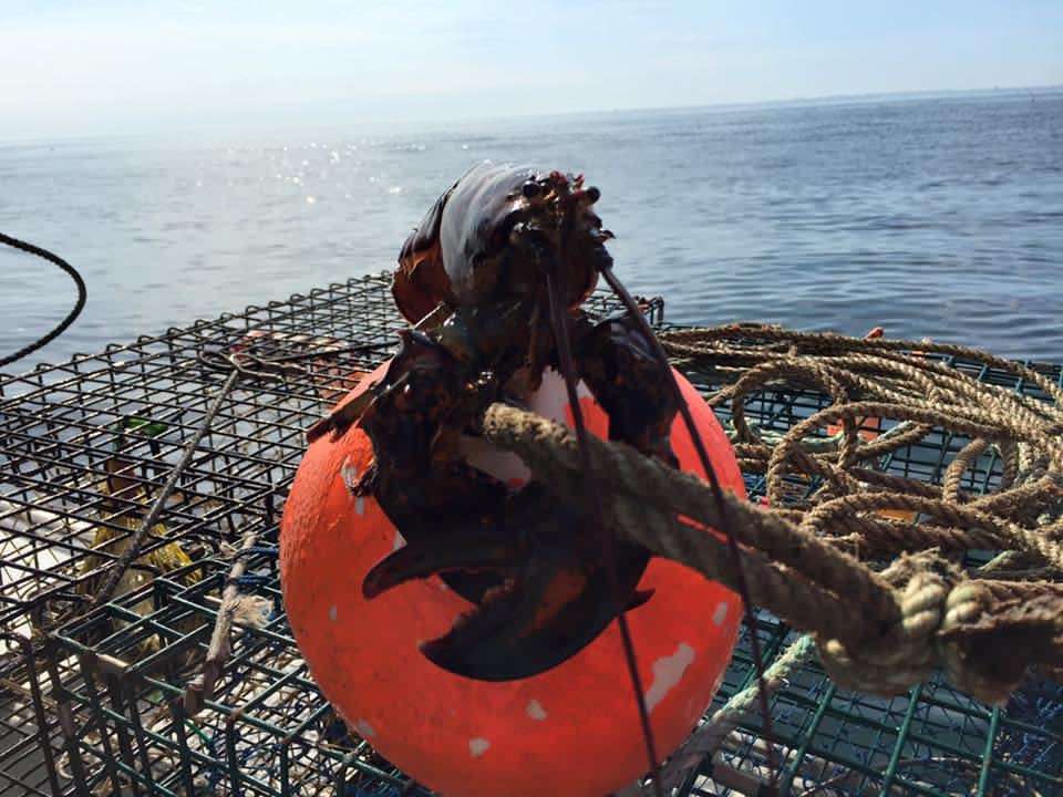 Captain Bobs Lobster Tours & Fishing Charters | 1 Ocean Blvd, Hampton, NH 03842, USA | Phone: (603) 231-1698