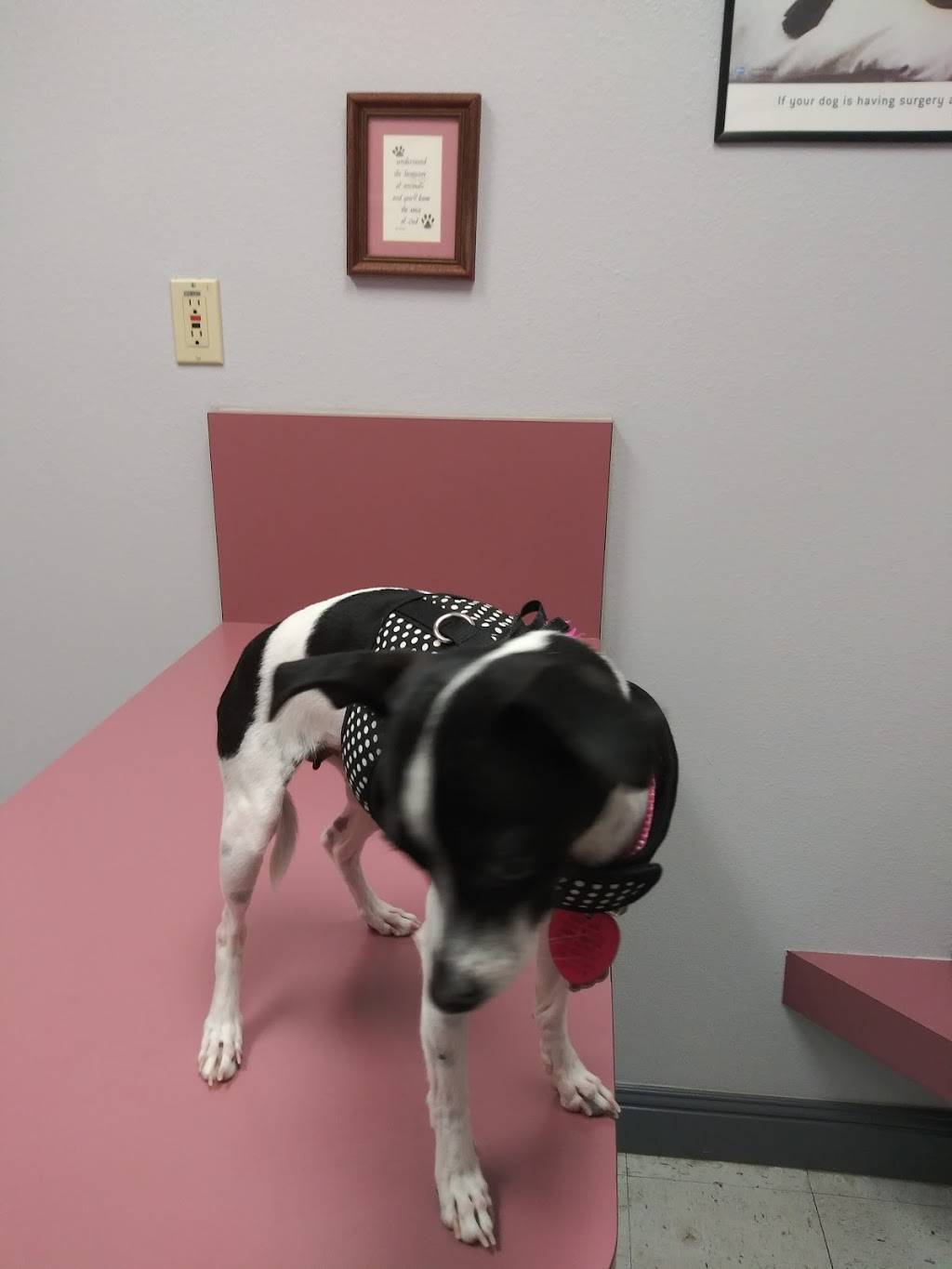 Pecos-Russell Animal Hospital | 3488 E Patrick Ln, Las Vegas, NV 89120 | Phone: (702) 456-3848