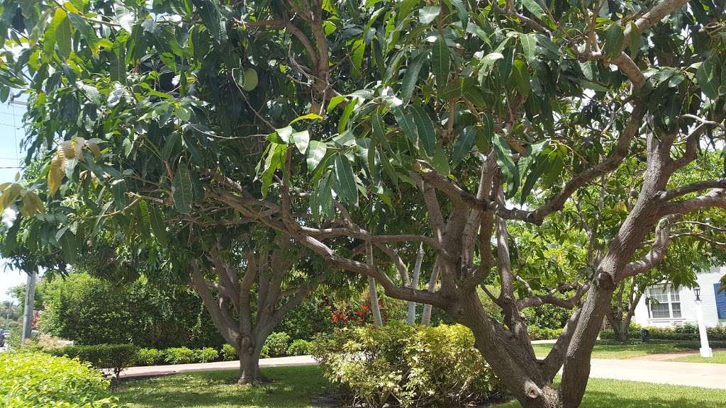Mango Tree | 1231-1241 N Lake Way, Palm Beach, FL 33480, USA