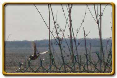 Pheasant Haven Hunting | 7700 Stewart Rd, Hebron, IL 60034, USA | Phone: (847) 417-0113