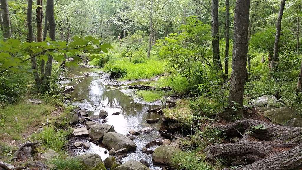 Pinchot State Forest | Bear Lake Rd, Thornhurst Township, PA 18424, USA | Phone: (570) 945-7133