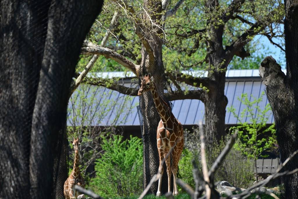 Giraffe Encounter | 3901-3999 S River Dr, Omaha, NE 68108, USA | Phone: (402) 733-8401