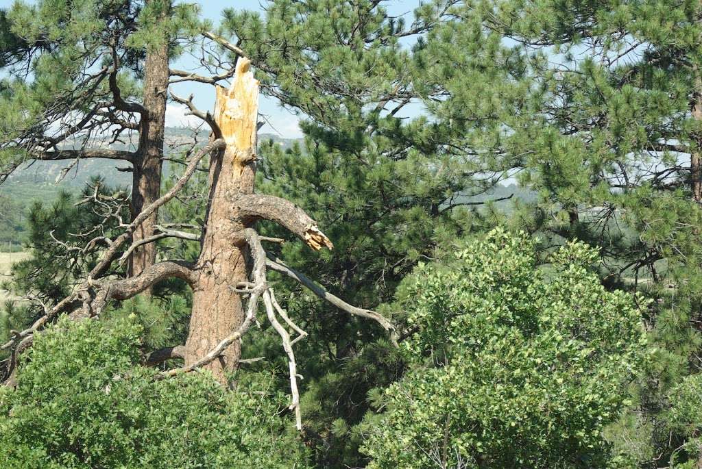 Columbine Open Space and Trail | 2 Faraway Pl, Castle Rock, CO 80104 | Phone: (303) 660-7495