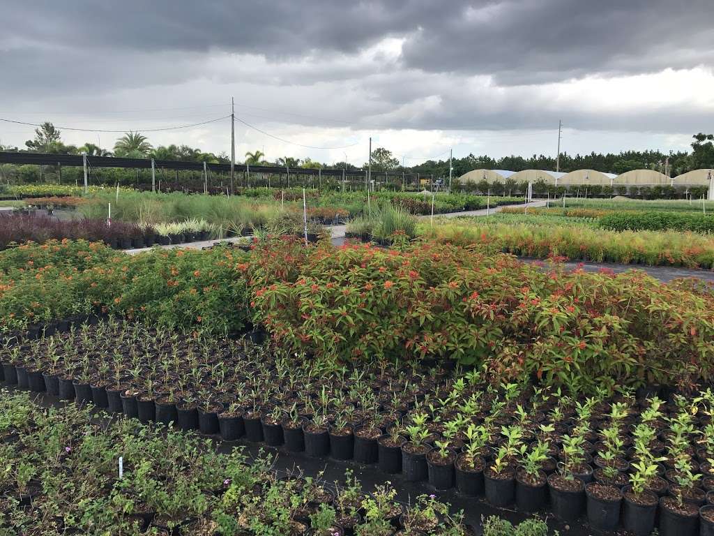 Royal Landscape Nursery | 2204 Hempel Ave, Gotha, FL 34734, USA | Phone: (407) 378-5126