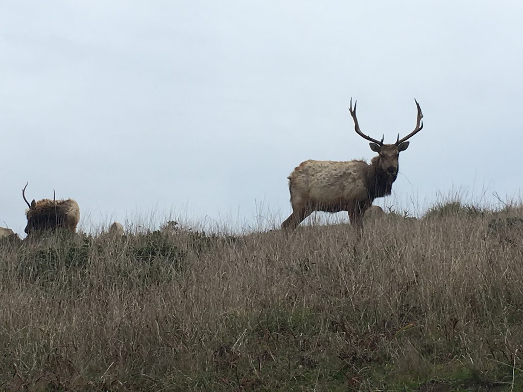 Tomales Point Trailhead | Tomales Point Trail, Inverness, CA 94937, USA | Phone: (415) 464-5100