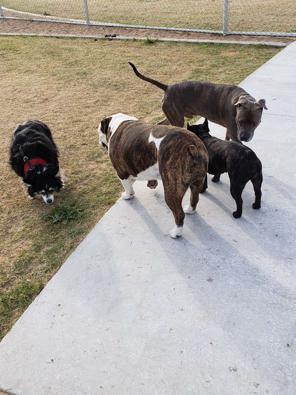 Pinnacle Dog Park | 20900 N Black Mountain Blvd, Phoenix, AZ 85050, USA | Phone: (602) 262-6862